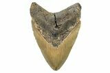 Fossil Megalodon Tooth - North Carolina #255387-1